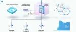 The Innovation | X射线吸收精细结构捕捉钪掺氮化铝局域晶格畸变