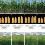 继Nature Genetics后，华中农业大学严建兵教授团队再获重要进展