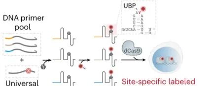 Nat. Biotechnol.&#166; CRISPR活细胞成像揭示了多个非重复位点的染色质动力学和增强子相互作用