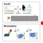 The EMBO Journal | 复旦大学市川宗严课题组揭示了动力蛋白-2 优先结合纤毛二联微管A管的分子机制