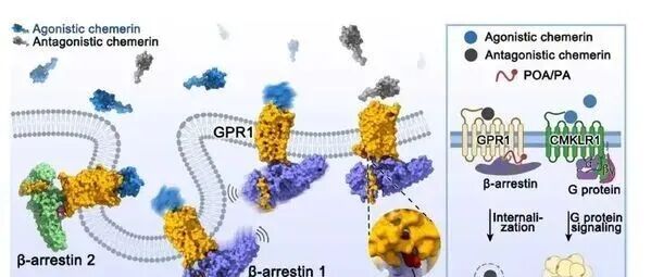 Science | 上海科技大学水雯箐团队与合作者解析趋化素受体非典型信号转导机制