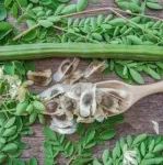 FSHW | 辣木酚类化合物：提取、分离鉴定、生物活性及综合应用