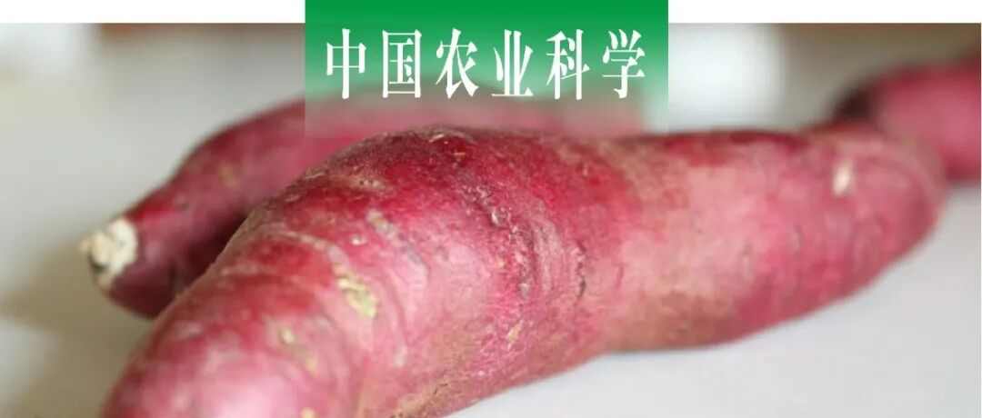 中国农业科学｜山东省农业科学院侯夫云课题组探析外源油菜素内酯减轻SPVD对甘薯块根萌芽的抑制作用