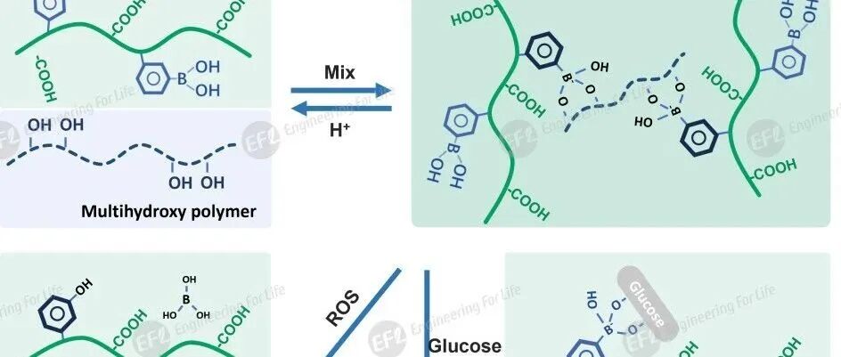 【性能展示】HA-PBA智能水凝胶：ROS/pH/糖多响应 + 可注射特性全解析
