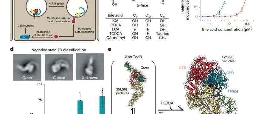 Nat. MicroBiol | 结构引导的胆汁酸类似物合成用于抑制艰难梭菌毒素B