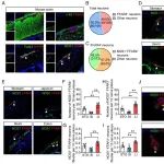 PNAS | 南京大学陈鑫等团队合作揭示长链不饱和游离脂肪酸通过肠神经系统的氮神经节控制肠道运动
