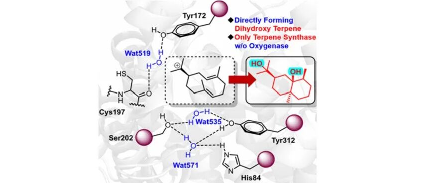 阅读 JACS丨二羟基萜类合酶催化机制的首次解析