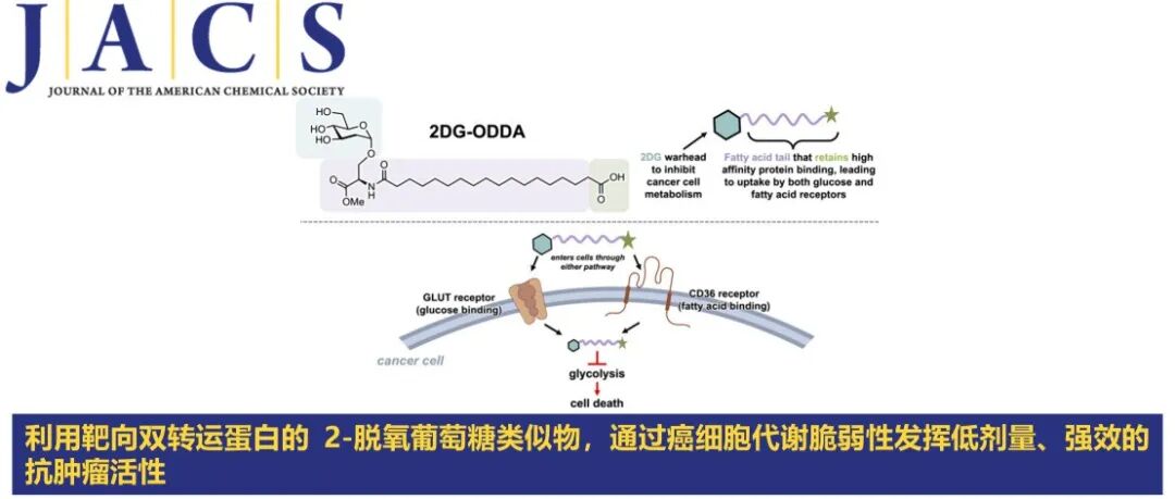 JACS | 利用靶向双转运蛋白的 2-脱氧葡萄糖类似物，通过癌细胞代谢脆弱性发挥低剂量、强效的抗肿瘤活性