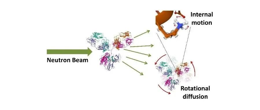 香港城市大学储祥蔷教授团队Photon Science ׀ 通过中子散射技术揭示生物体系的多尺度动力学