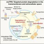 Science | 深圳湾实验室陈鹏团队发表综述：开拓蛋白质降解新边界——膜蛋白与胞外蛋白的靶向降解