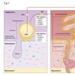 Nat Rev Endocrinol | 中科院动物所黄仕强/王雁玲/王红梅团队系统综述：代谢物如何通过表观遗传程序主导母婴命运