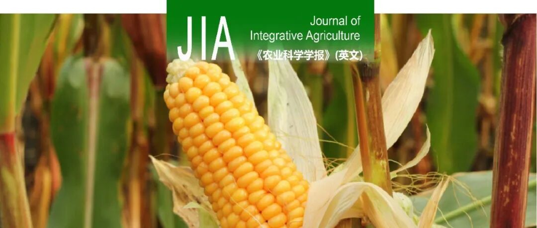 JIA | 中国农业科学院作物科学研究所李新海研究员团队：全基因组关联分析与共表达分析揭示ZmMYB71调控玉米籽粒淀粉含量