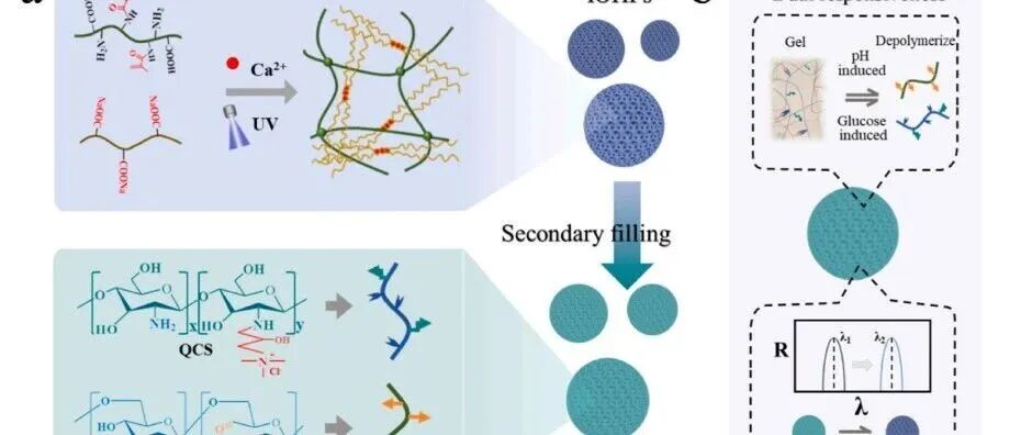 《Bioactive Materials》：如何基于氧化葡聚糖制备双重生理响应性的结构色彩水凝胶颗粒实现伤口修复？