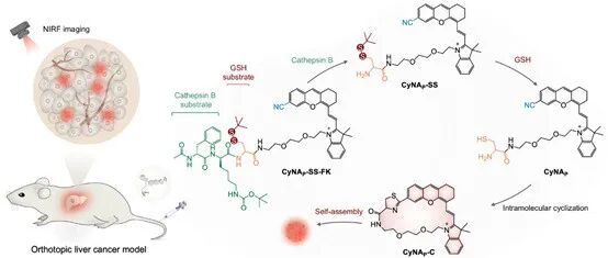 Nat. Commun.┃用于超灵敏体内成像的腈-氨基硫醇生物正交近红外荧光探针