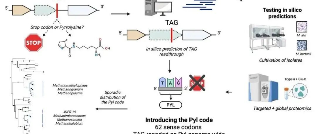 Science | 吡咯赖氨酸编码密码揭示全新古菌遗传密码机制