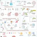 ACS Nano：近红外触发的光响应纳米炸弹可通过焦亡激活和线粒体自噬阻断克服肿瘤免疫抑制