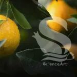 Mol plant | 华中农大邓秀新院士团队发现柑橘果皮温度依赖性着色分子机制