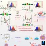 Adv  Sci | 南华大学杨晴来/陈国栋开发用于精准肝细胞癌诊疗的新方法