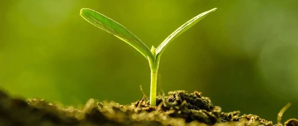 Applied Soil Ecology | 有机肥替代化肥对土壤氮指数的提升作用取决于团聚体粒级