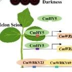沈阳农业大学李天来/许传强团队揭示LED红光通过模块调控甜瓜与南瓜嫁接愈合的新机制