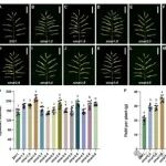 继昨天发Cell后，林鸿宣院士团队再发植物科学顶刊