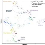 Nat Cell Biol | 中山大学松阳洲/刘峰课题组系统绘制人类细胞核内无膜凝聚体邻近蛋白网络全景