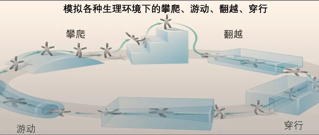 灵感源于海星，形态似科幻外星生物！中国团队《Science》子刊：造出可编程“活体”凝胶机器人