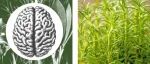 Mol Neurobiol︱贵州医科大学贺电团队揭示西尼莫德在阿尔茨海默病小鼠模型的改善作用