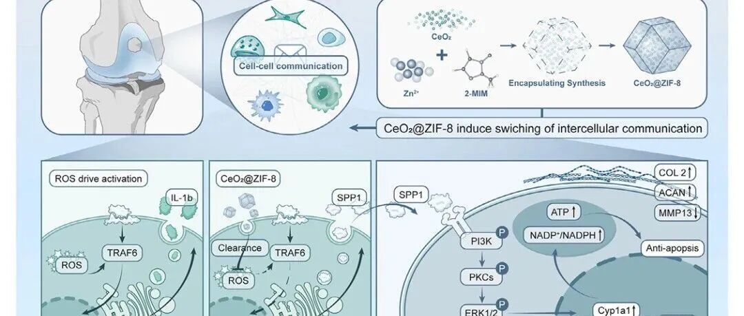南开大学《AFM》：基于GelMA的CeO2@ZIF-8复合水凝胶促进关节软骨再生