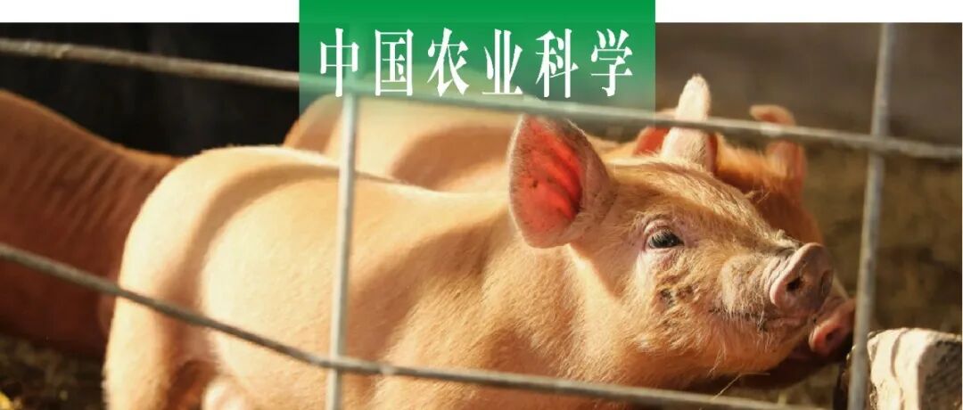 中国农业科学｜中国农科院北京畜牧兽医所优质功能畜产品创新团队基于猪肠道类器官模型探析甘草次酸抗氧化功能及机制