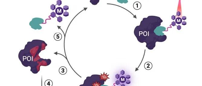 JACS | 光控靶向蛋白质降解新策略：利用钌(II)光敏剂精准靶向耐药酶NDM-1