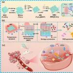 ACS Nano：具有能量级联结构的工程化微波激活纳米能量转换器用于实现按需微波动力学治疗