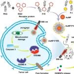 ACS Nano：焦亡诱导型纳米平台可通过等离激元增强的光学治疗实现抑制转移的癌症免疫治疗