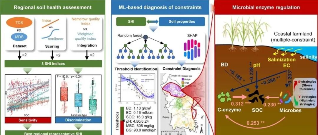 滨海盐碱土酶活阈值丨SOIL TILL RES：破译区域农业生态系统中的土壤健康制约因素：机器学习揭示微生物酶活阈值及其驱动机制