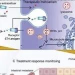 Adv  Sci | 复旦大学研究团队开发新的抗体-药物偶联物，用于转移性卵巢癌的治疗反应监测