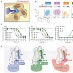 Cell Res | 破解阿片受体“信号密码”：浙江大学张岩团队揭示GPCR信号调控新机制