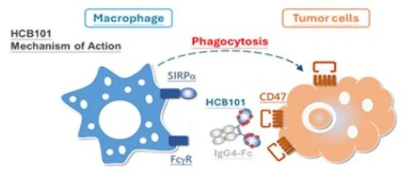 汉康生技发表新型SIRPα-Fc融合蛋白HCB101的作用机制