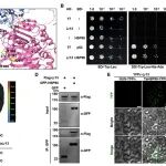 河北农业大学李在峰团队在小麦叶锈温敏抗性机制研究方面取得新进展