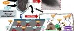 文献速递|重庆大学CEJ:在介孔SiO2核壳纳米反应器中封闭 MOF 热解，实现电-芬顿催化剂的卓越活性和稳定性