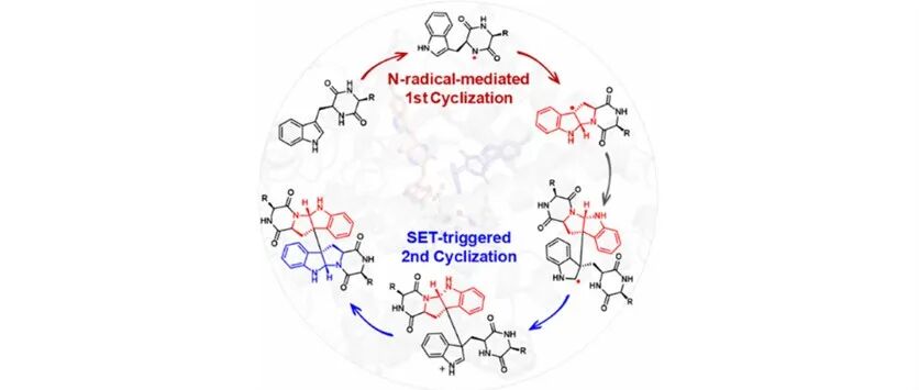 阅读 JACS丨一种新的P450酶催化二酮哌嗪生物碱双环化机制