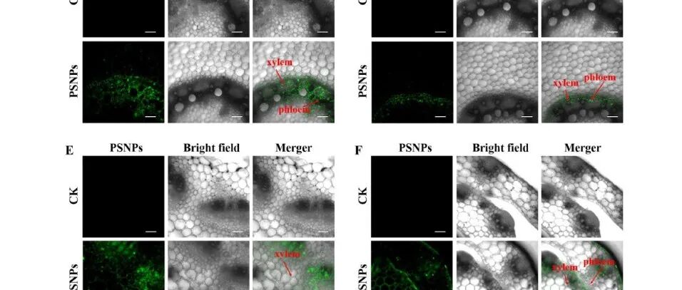 【文献解读】PPB山西医科大学团队探究聚苯乙烯纳米塑料对大豆和玉米光合作用的差异化抑制途径