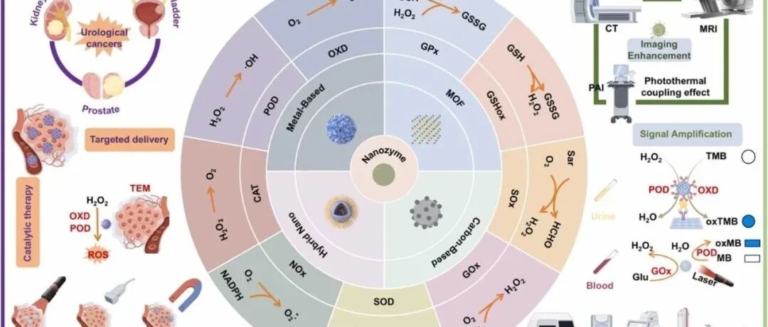 【Nano Today】用于泌尿系统癌症治疗诊断学的工程纳米酶