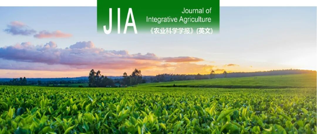 JIA优先上线 | 浙江大学/中国农科院植保所周雪平团队揭示植物E3连接酶调控抗病毒反应的分子机制