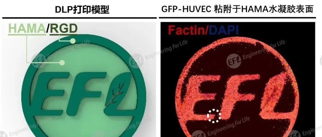 提升材料的细胞粘附性能：丙烯酰化RGD肽（EFL-Pep-RGDfKAC）