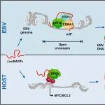 Adv Sci | 香港大学陈鸿霖团队揭示EB病毒编码的lncRNA调控EB病毒潜伏基因组复制的机制