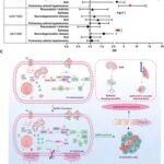 Adv Sci | 武汉大学郑芳等团队合作发现血管内皮功能障碍的调控新机制