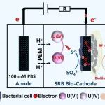 广州大学张鸿郭团队CEJ：氢键介导还原机制抑制微生物电解池中铀的再溶解