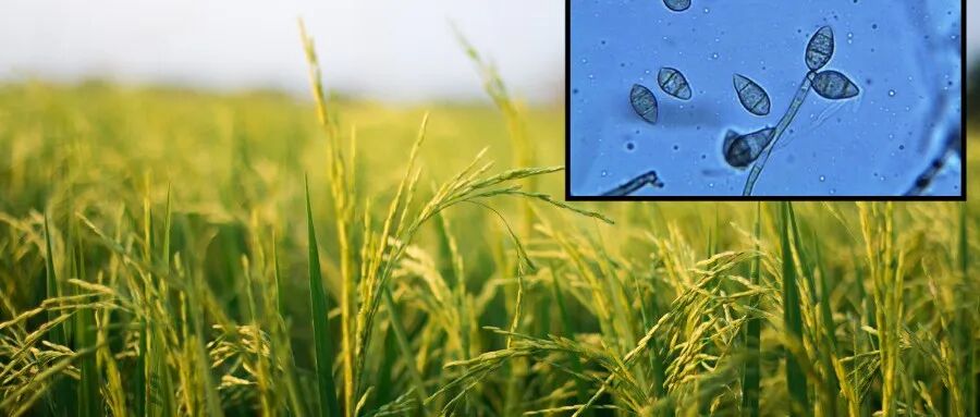 南京农业大学万建民院士团队在植物学顶级期刊发表研究成果，揭示水稻稻瘟病和盐碱胁迫双重耐受性机制