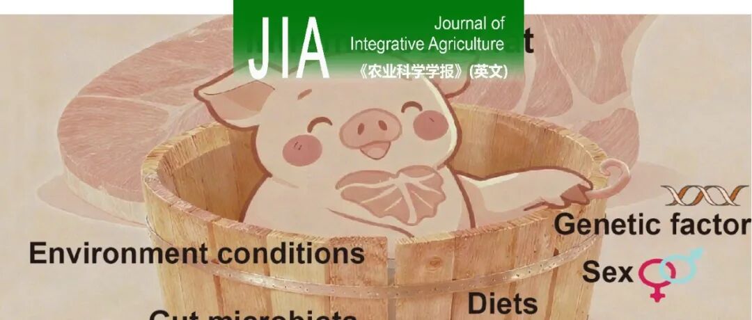 JIA封面文章 | 湖南农业大学印遇龙院士团队解析猪肌内脂肪沉积调控机制，为优质猪肉生产提供理论支撑