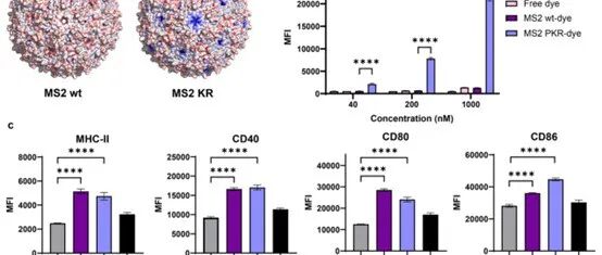 ACS. Chem. Biol. | 用于多肽抗原细胞展示的工程化MS2病毒衣壳